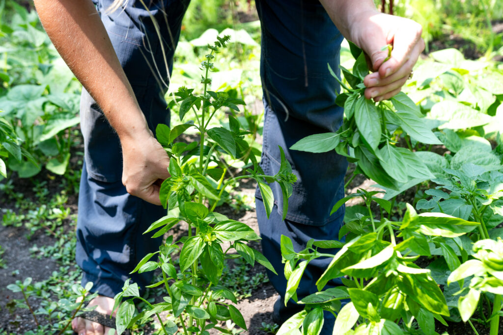 Open Farms volunteer harvesting.