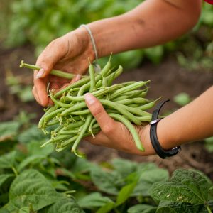 Open Farms